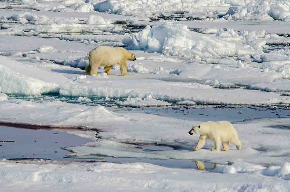 Oso Polar - islas Svalbard - Noruega 62.jpg